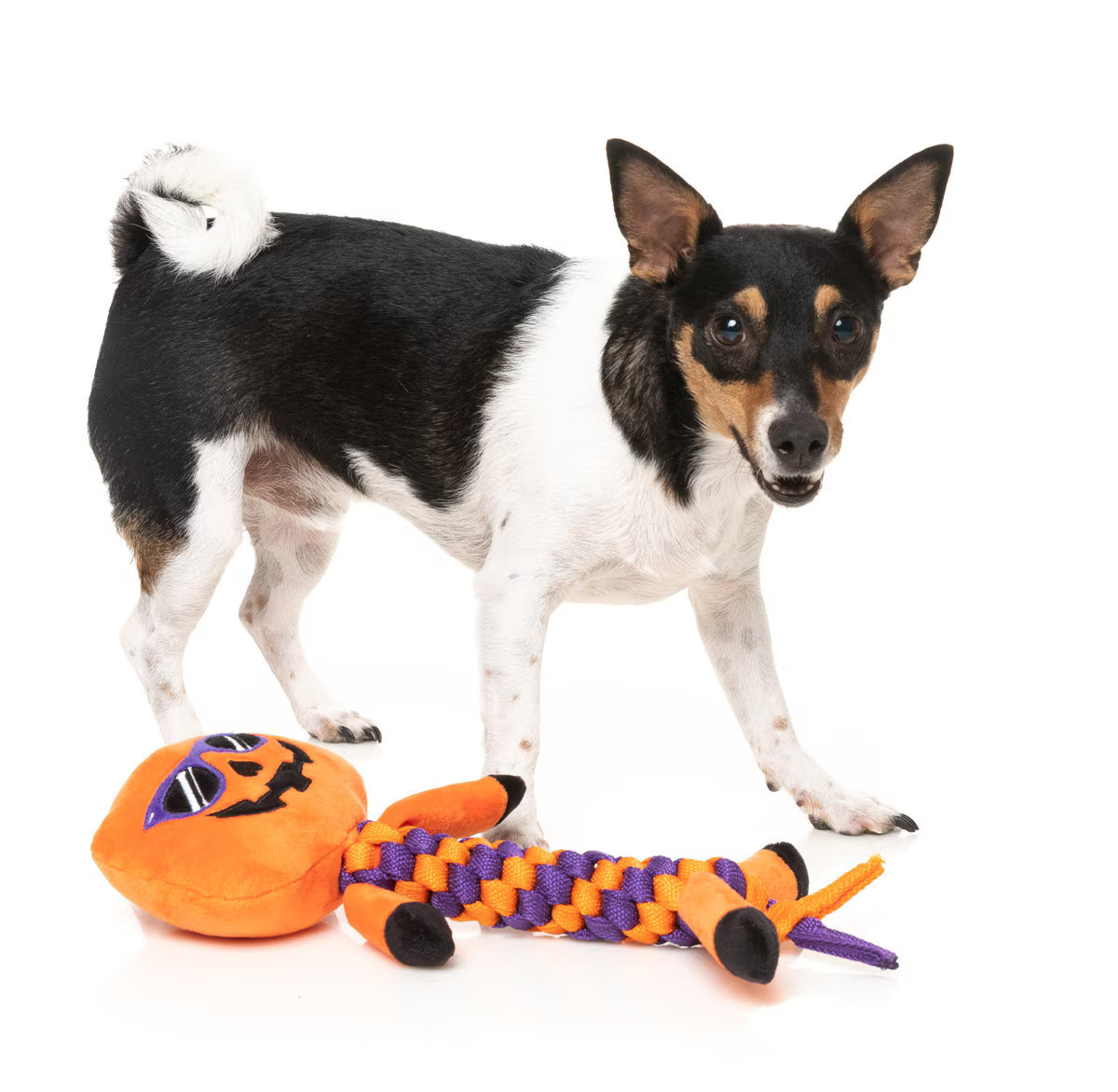 Gourdan Ramsay Dog Toy