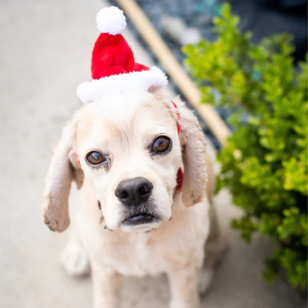 Santa Hat with Snug Fit (Multiple Sizes Available)